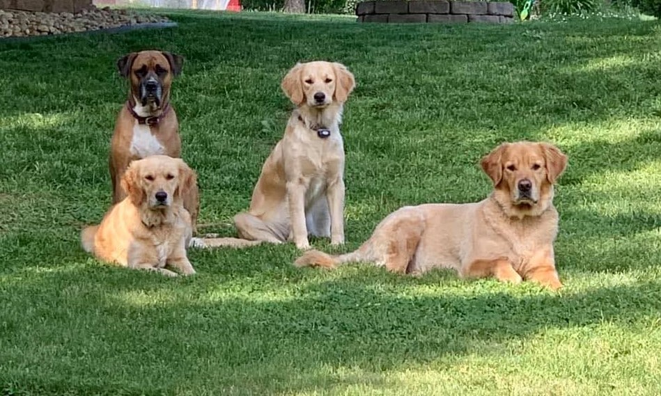 Group of dogs together