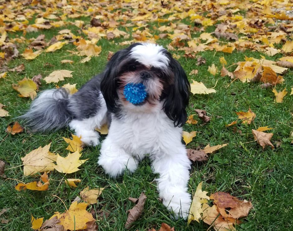 black and white dog with ball in mouth laying on grass and leaves