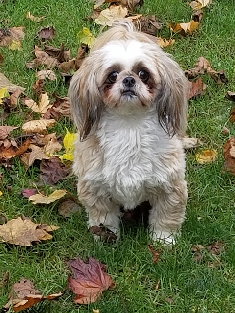 small white dog with slight brown color standing in yard