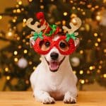 How to Keep your Pet Safe and Happy during the Holidays