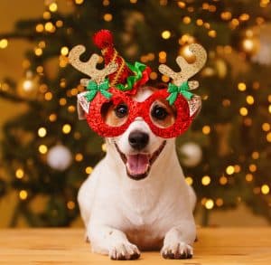 Read more about the article How to Keep your Pet Safe and Happy during the Holidays