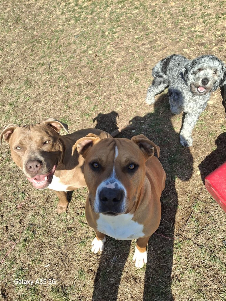 Residential Pet Waste Cleanup in Whitehall 1 Three Dogs