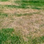 How Does Dog Waste Affect Your Lawn?