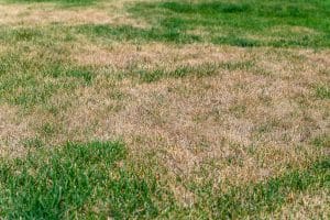 Read more about the article How Does Dog Waste Affect Your Lawn?