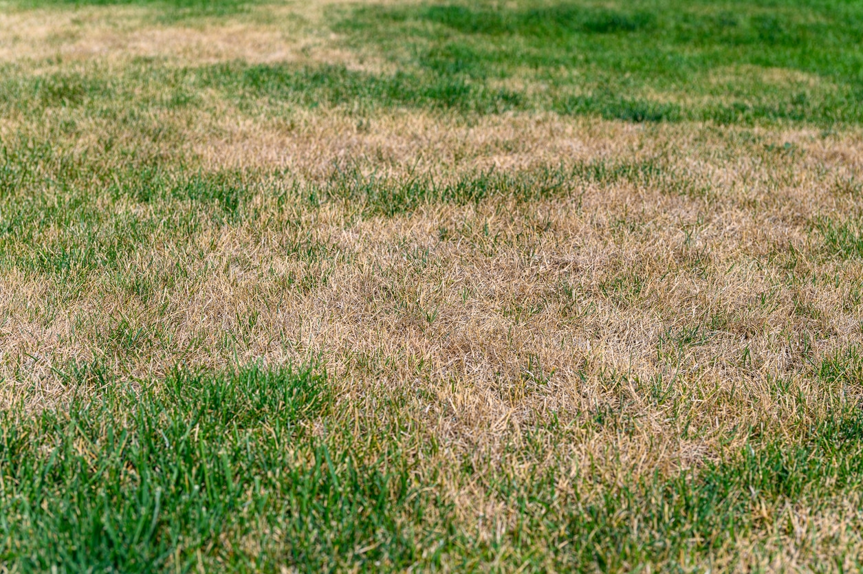 You are currently viewing How Does Dog Waste Affect Your Lawn?